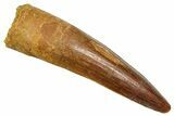 Fossil Spinosaurus Tooth - Real Fossil Tooth #370740-1